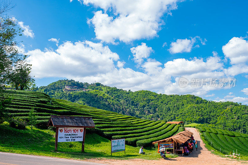 高原上的茶园101。Doi Mae Salong，清莱，泰国。